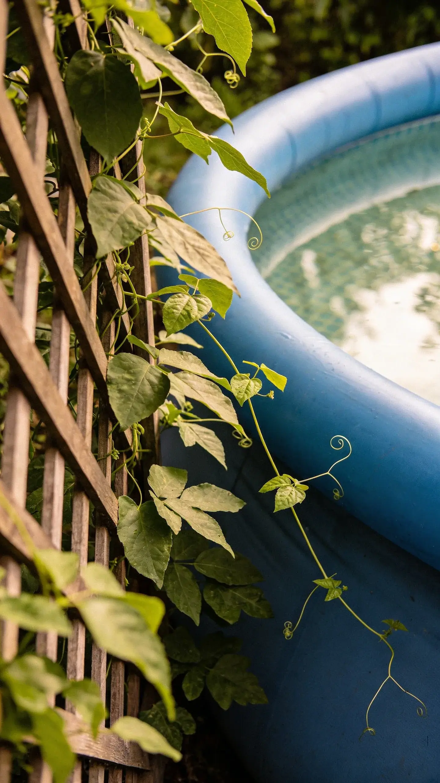 Closeup of a trellis with climbing plants beside a round above-ground pool