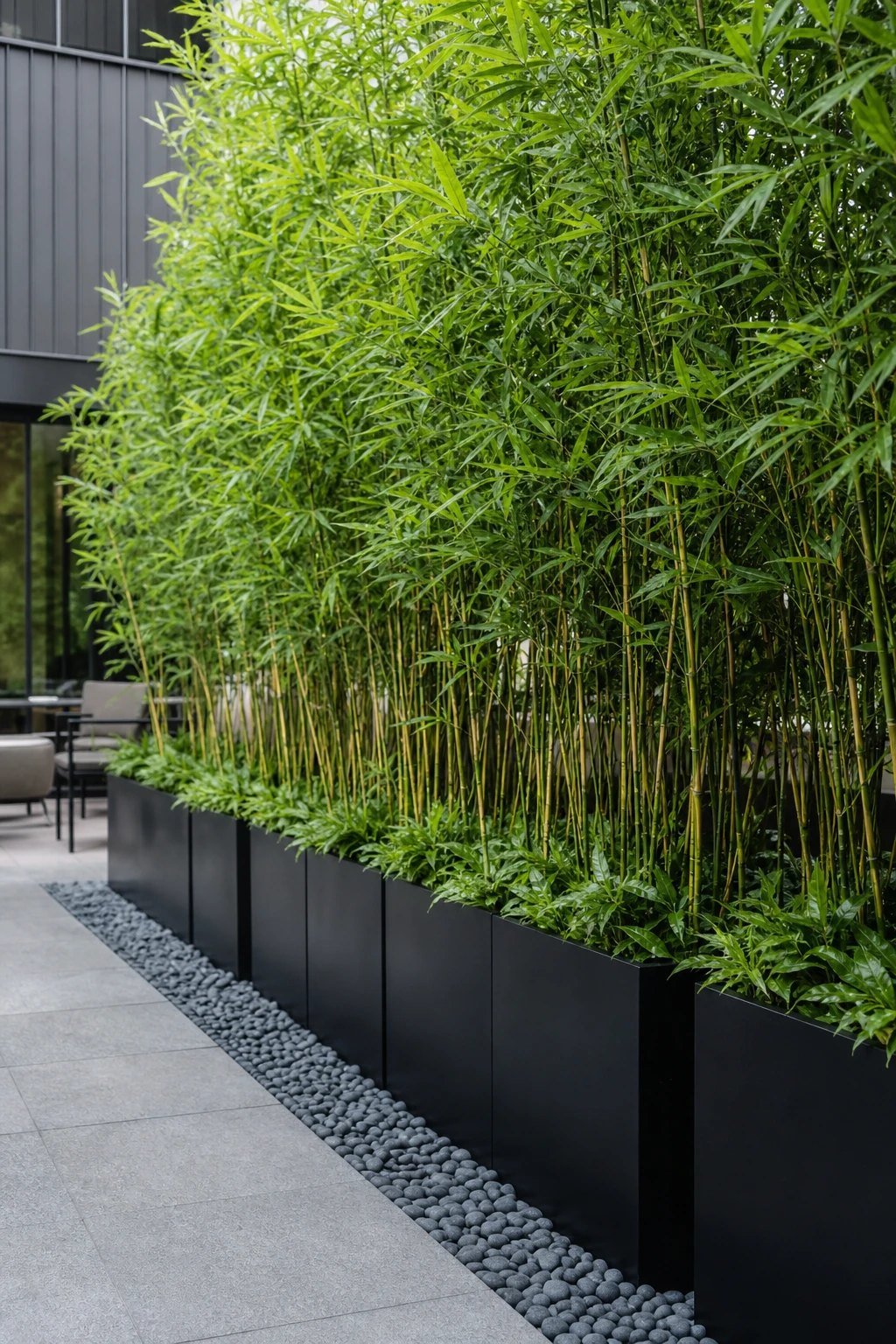 Tall grasses and bamboo in pots