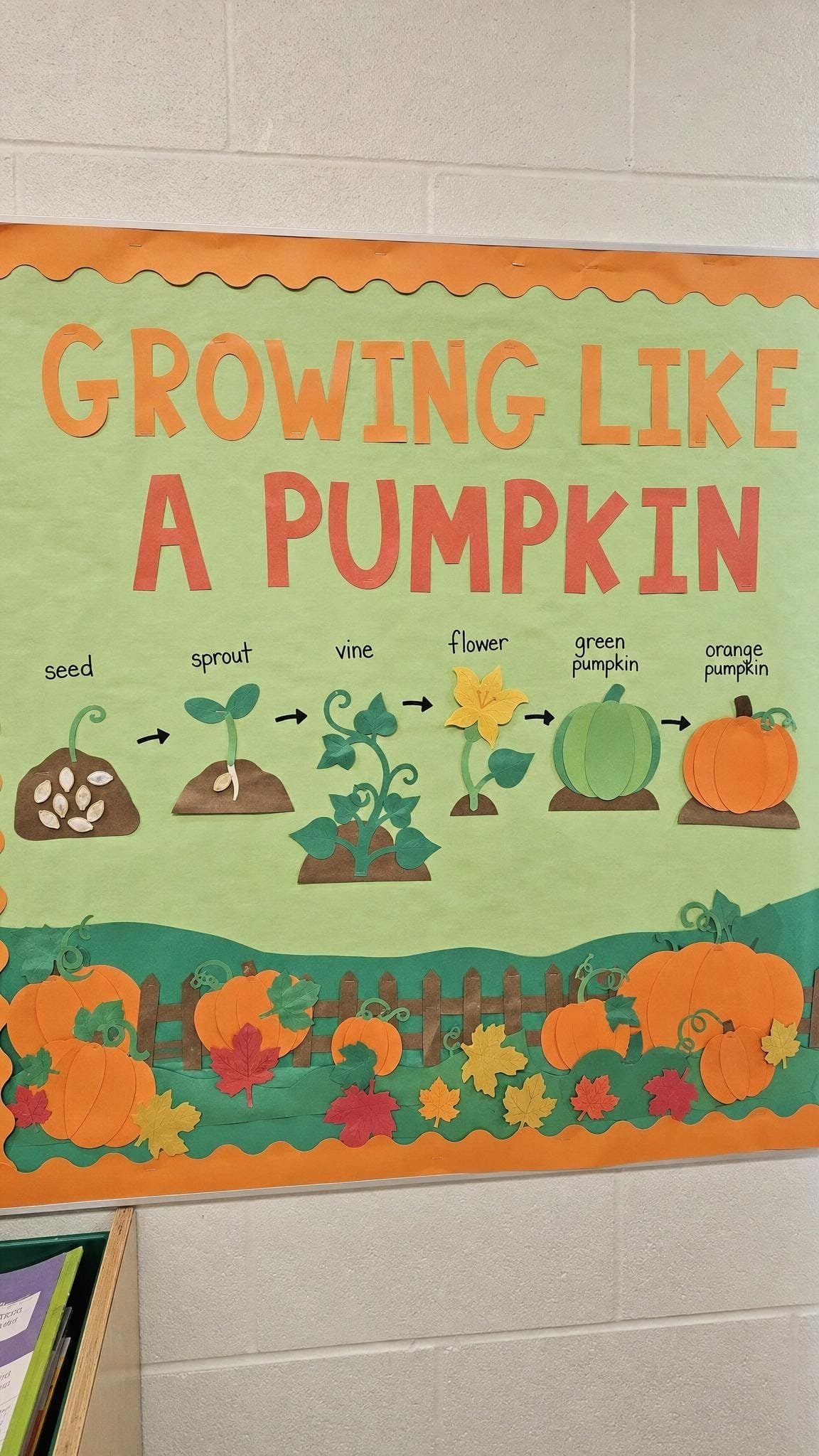 Pumpkin life cycle science bulletin board with labelled stages and arrows