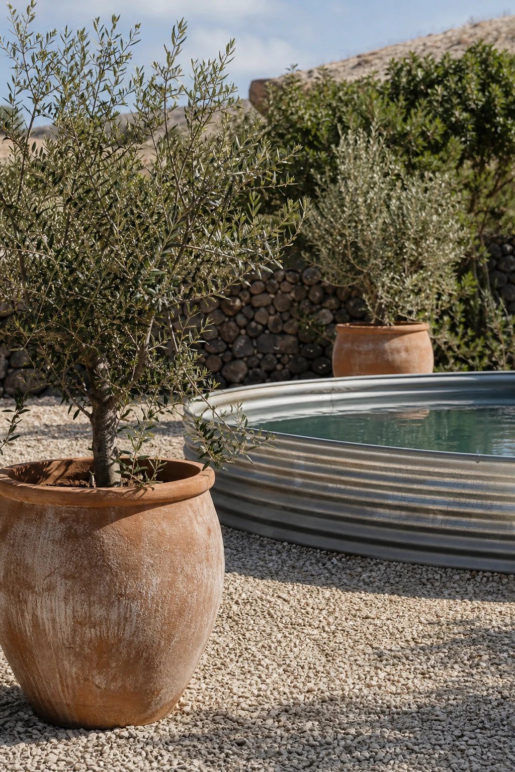Potted olive trees